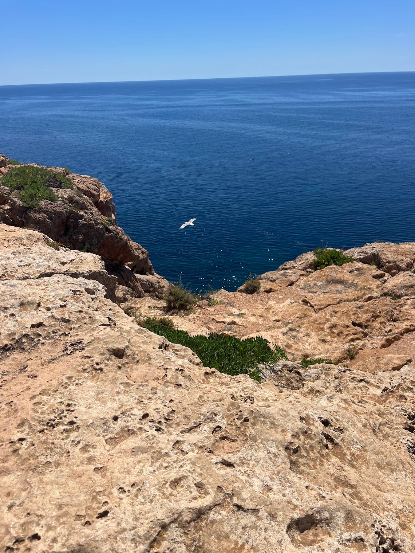A gull over the sea, seen from a rocky clifftop with a sheer drop below.